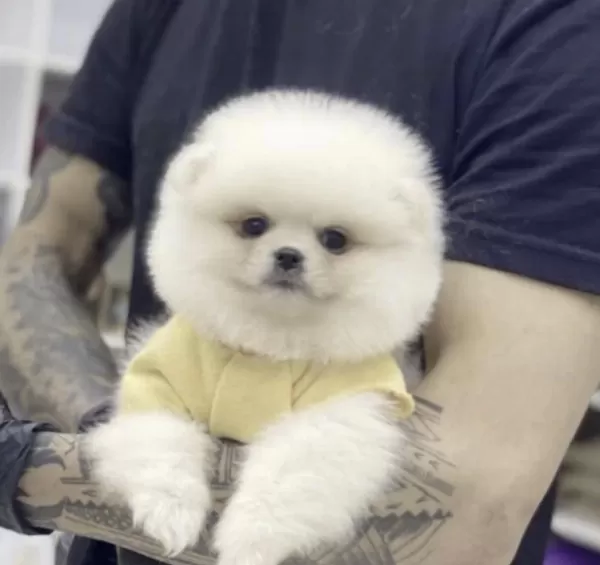 Pomeranian Boo Köpeği