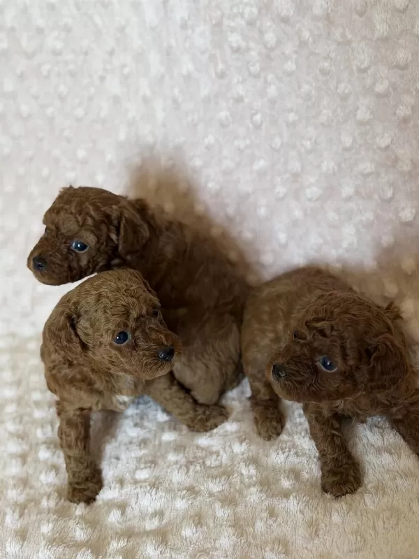 Anne Altından Toy Poodle Bebeklerimiz