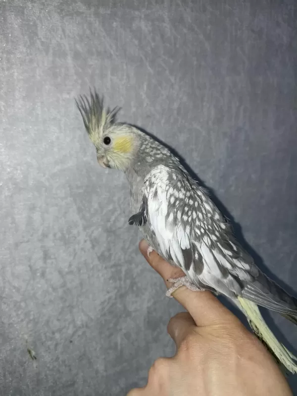 Full Mutasyon Yavru Sultan Papağanı