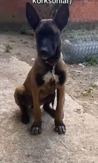 Belçika Malinois 95 Günlük Saf Kan Maskeli Uygun Fiyat