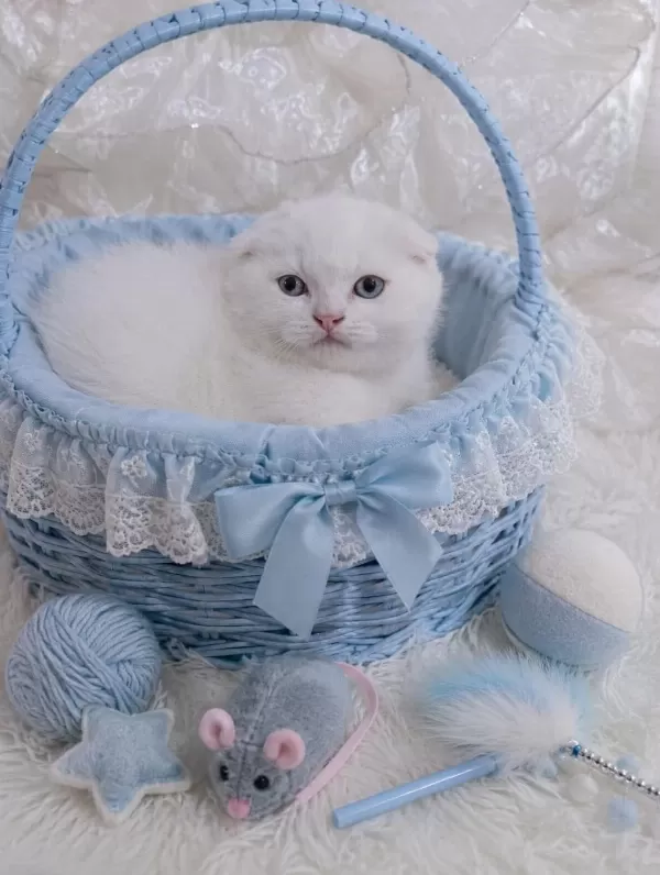 Scottish Fold Kar Beyazı Mavişler