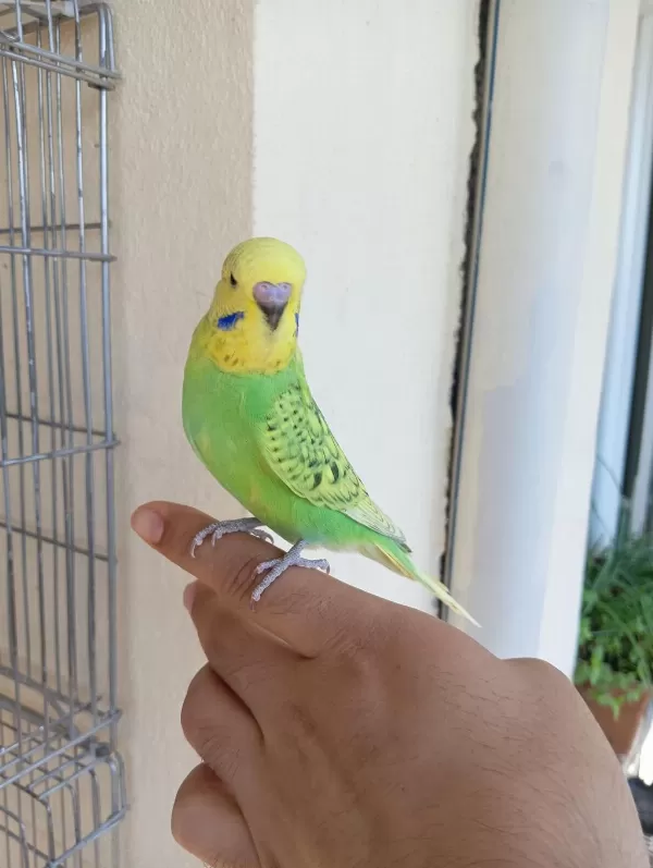 Rengarenk Muhabbet Kuşu Yavrular