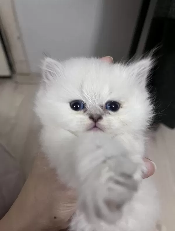 British Longhair Erkek (açıklamayı Okuyunuz)
