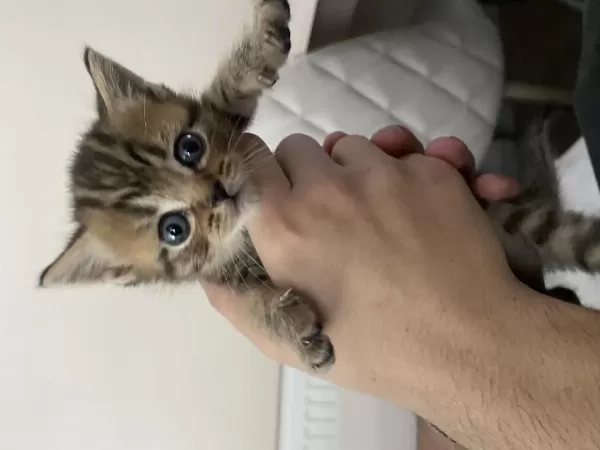 1 Aylık British Shorthair Bebişler