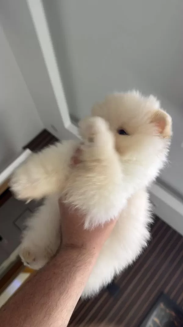 Safkan Pomeranian Boo Yavru 2.5 Aylık