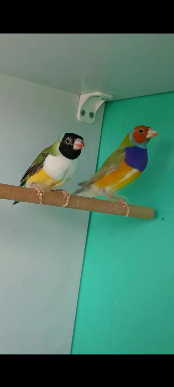Sağlıklı Goldun Finch