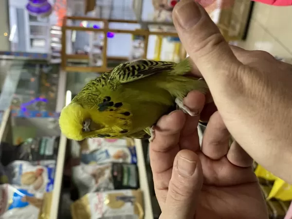 Bayram Boyunca Petshopumuz Açıktır