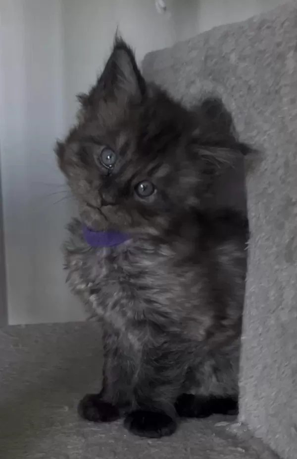 Eşi Benzeri Olmayan Show Class Maine Coon Yavrulari