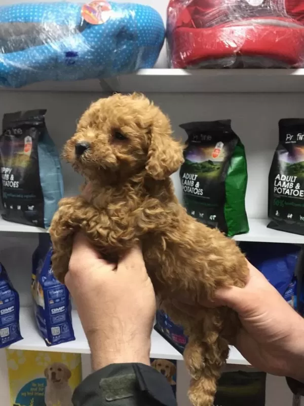 Saf Kan Hipoalerjenik Red Toy Poodle Yavrular