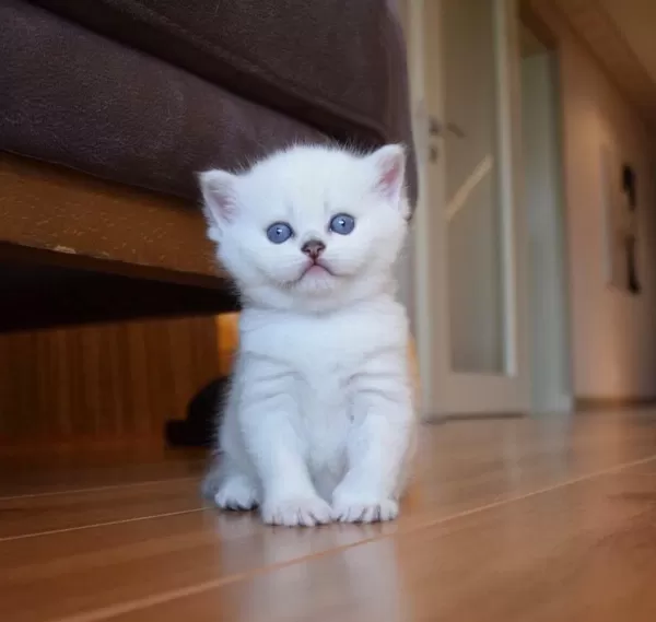 Mavi Gözlü Ve Yeşil Gözlü British Shorthair