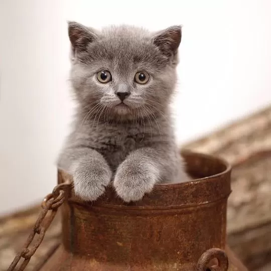 British Shorthair Yavrulari