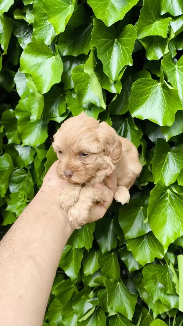 Maltipoo Cinsi Yavrular