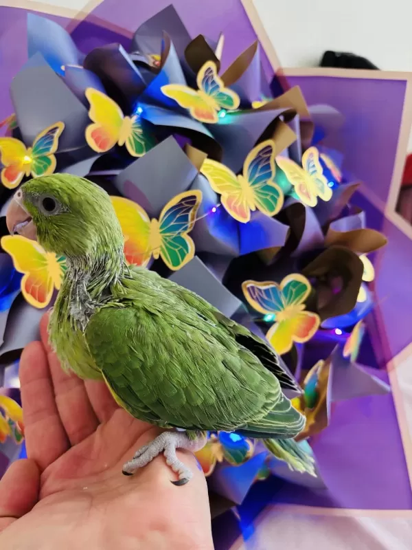 Uygun El Besleme Pakistan Papağani Bebek