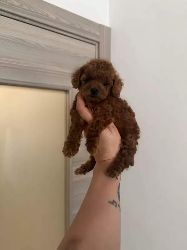 Dişi Ve Erkek Kore Korekan Poodle Yavrularım