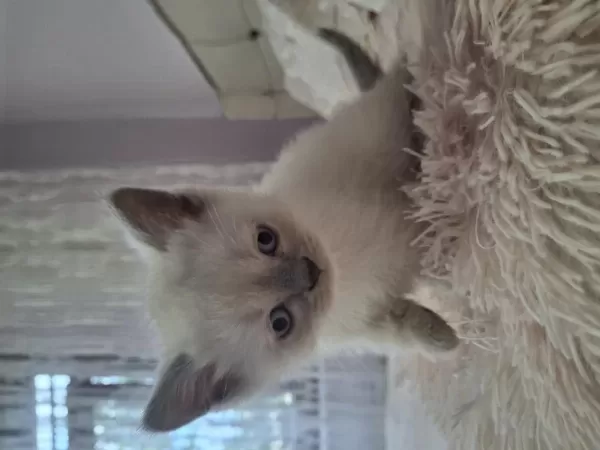 2 Yavru Scottish Fold