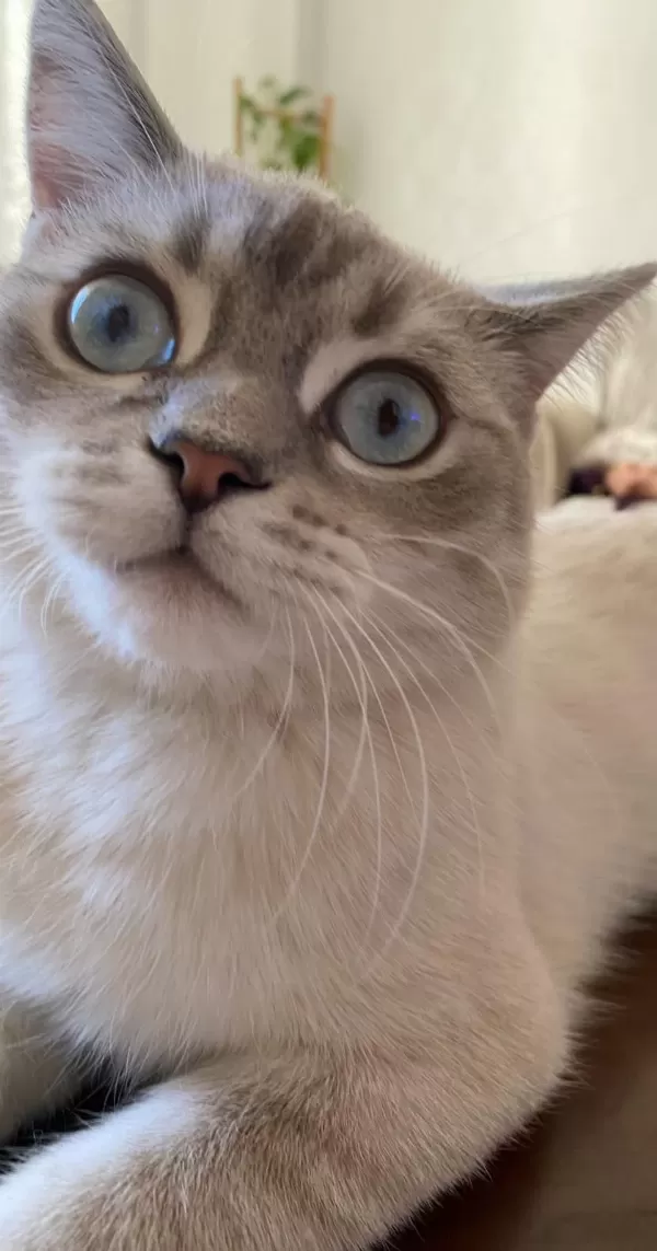 Acil Kisirlaştirilmiş Erkek British Shorthair Kirmasi