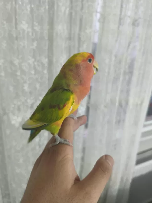 Acil Satılık Sevda Papağanımız