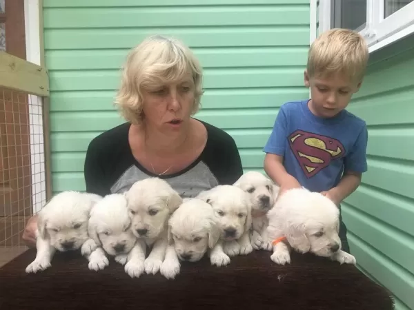 Golden Retriever Kapıda Ödeme Hizmetimiz Vardır