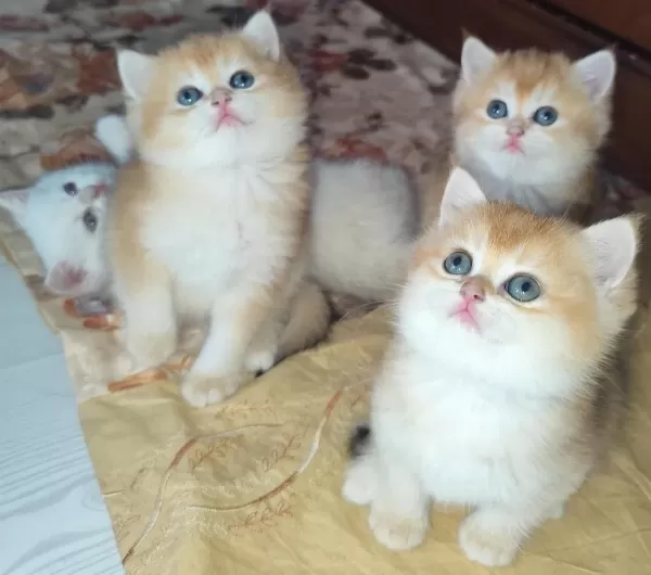 En Güzel British Shorthair Yavrularımız Ziyarete Açık