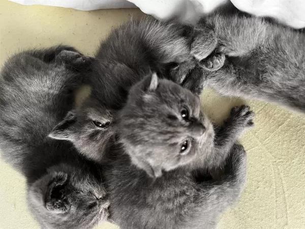 Saf Kan British Shorthair Yavruları