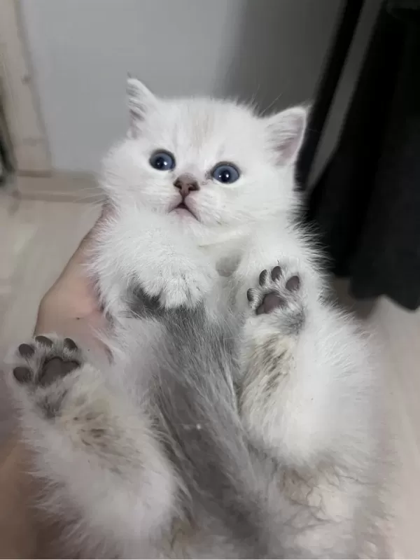 British Shorthair Erkek (açıklamayı Okuyunuz)
