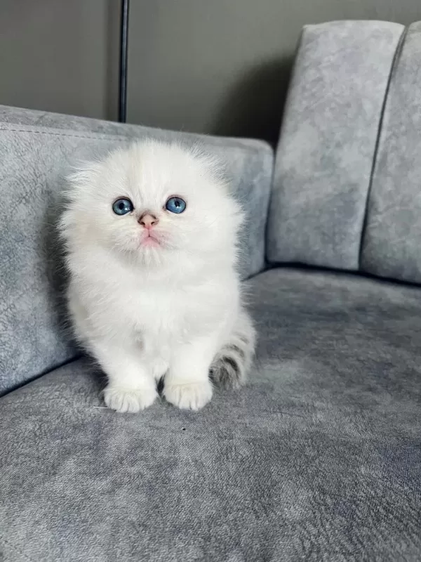 2 Aylik Erkek Uzun Tüylü Scottish Fold