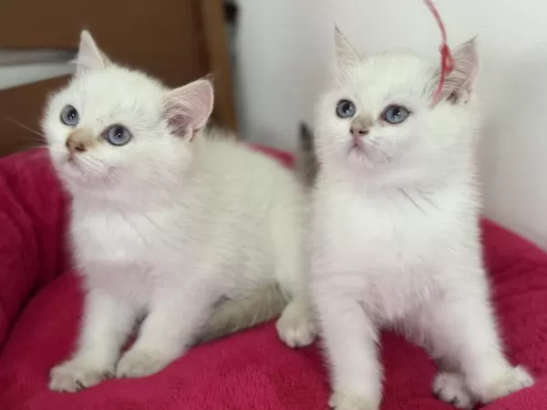 Golden Point British Shorthair Yavrularımız