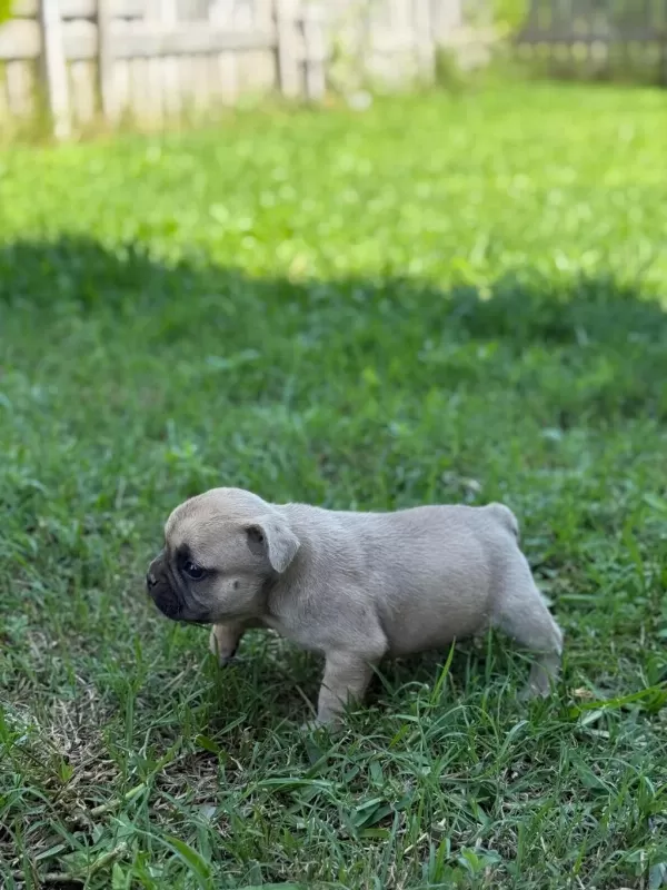 Çok Acil Son Bir Adet Dişi French Bulldog Kalmıştır
