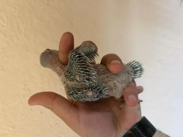 Bebek Pakistan Papağanım