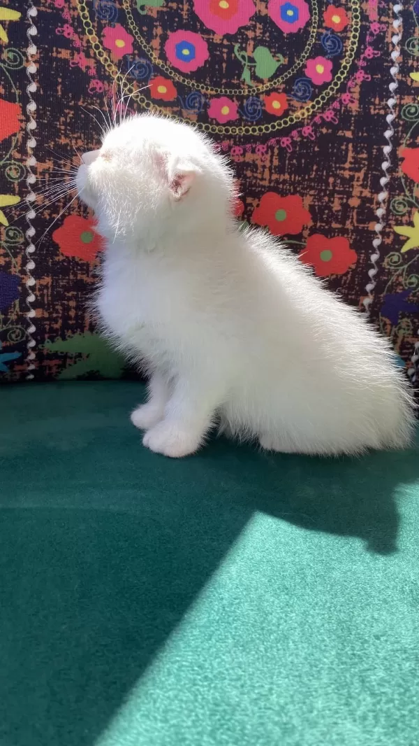 Bembeyaz Kırık Kulak Scottish Fold Yavru