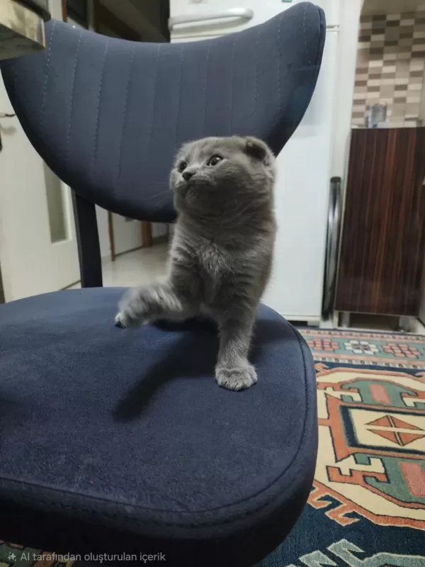 Scottish Fold Kedimiz