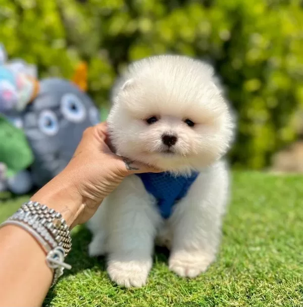 Sevimli Pomeranian Boo Yavrularımız