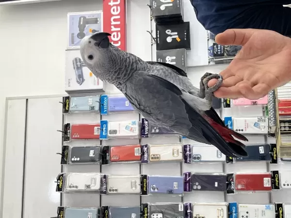 Red Faktör Jako Papağani