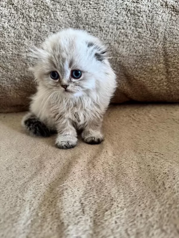 Scottish Fold Dişi Ve Erkek Kardeşler