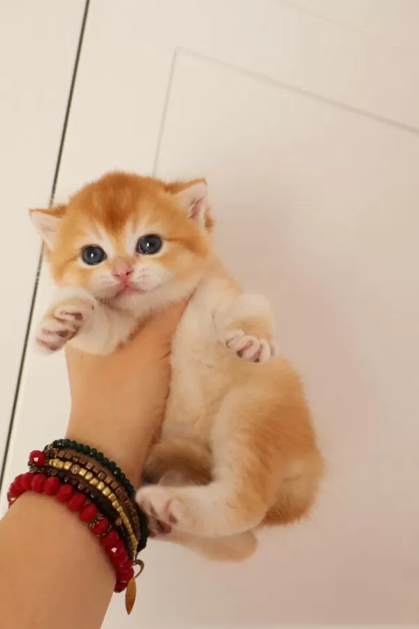 Turuncumu Turuncu British Shorthair