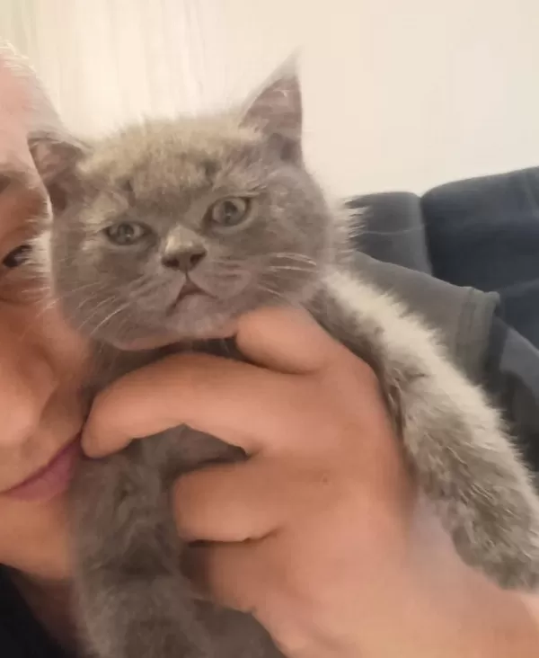 British Shorthair 3 Aylık