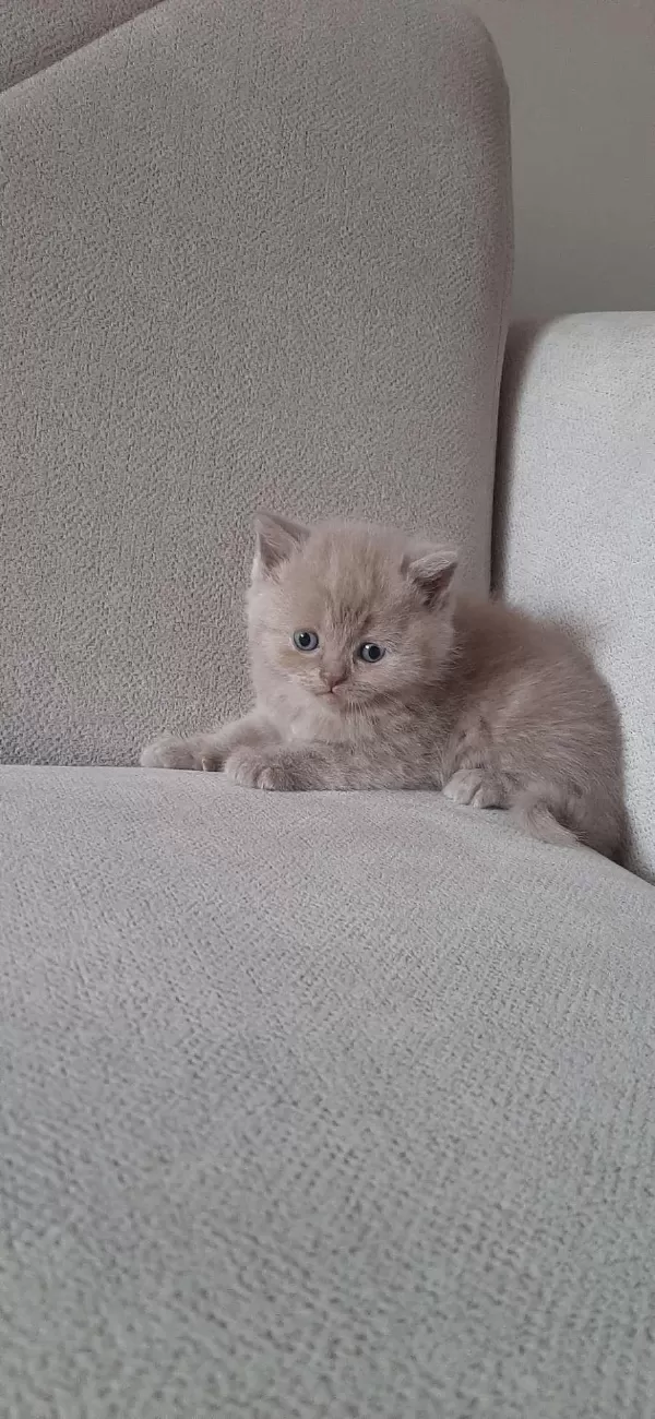 Ücretsiz Sahiplendirme British Shorthair