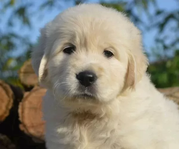 Golden Retriever Yavrular İstenirse Kapınıza Teslim