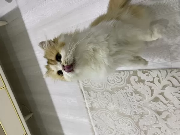Muhteşem Güzellikte British Longhair