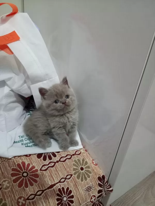 Ayi Surat Lilac British Shorthair Yavrular