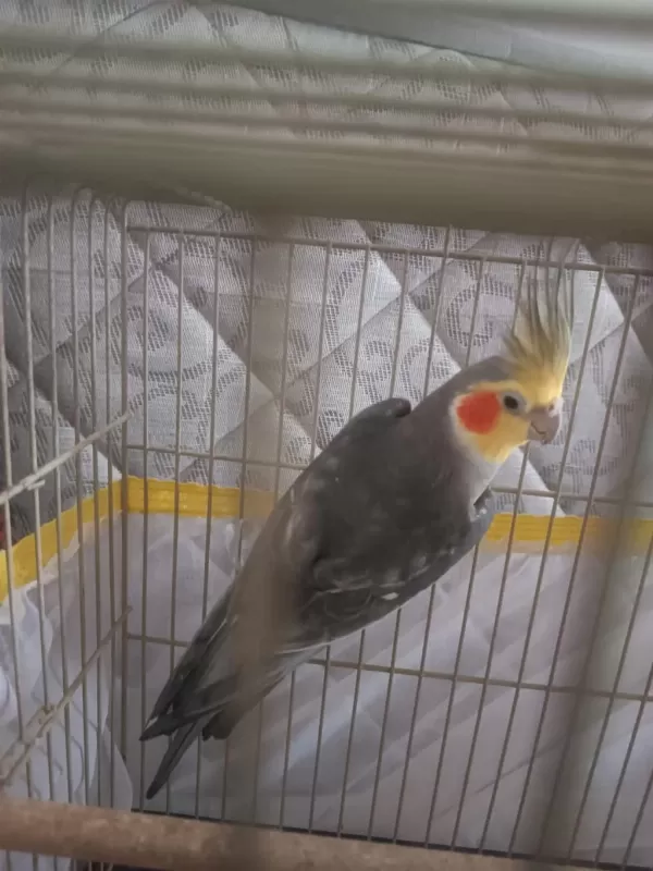 2 Yaşında Erkek Sultan Papağanı