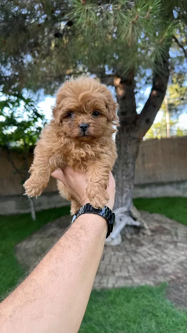 Renk Renk Maltipoo Yavrularımız