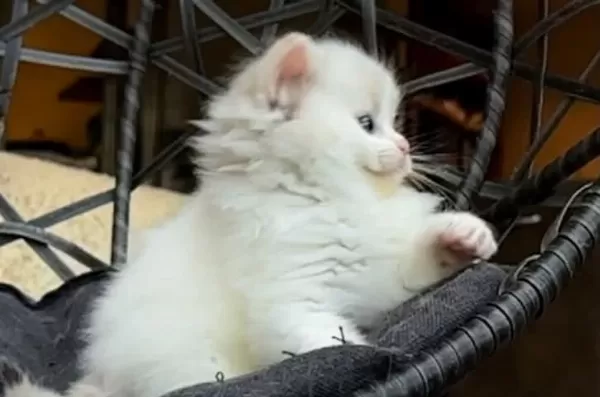 Şampiyon Soyundan Gelen Safkan Ragdoll Yavruları