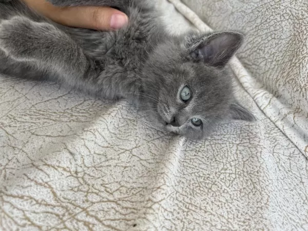 British Shorthair Yavrum