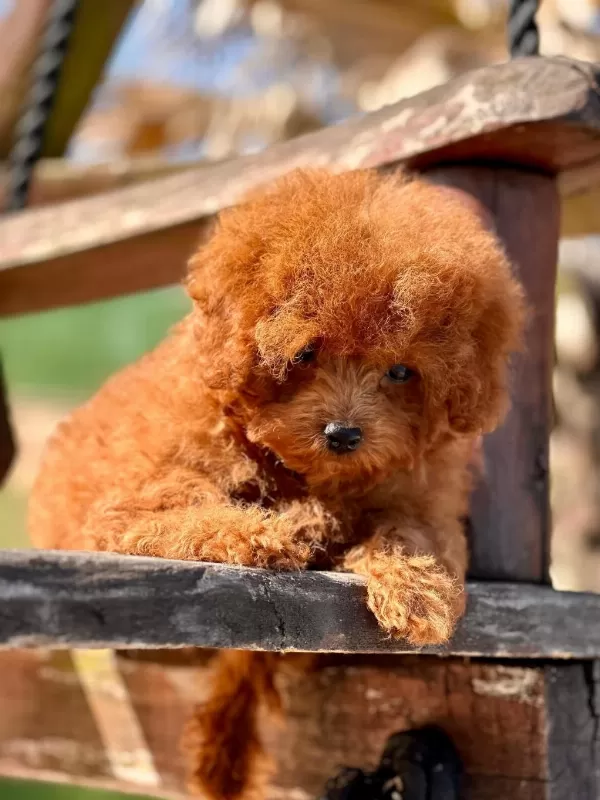 Oyuncak Ayıcık Görünümlü Red Poodle Yavrularımız