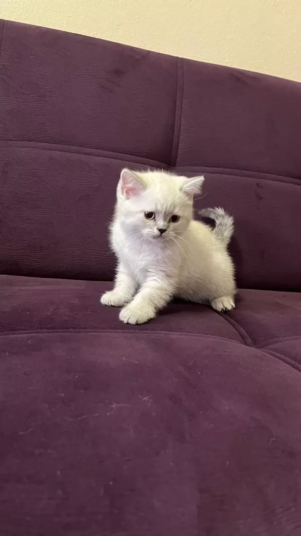 Akıllı Uysal Tatlı Beyaz Kedimiz