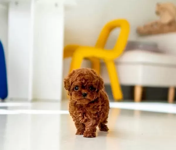 Orjinal Toy Poodle Yavruları