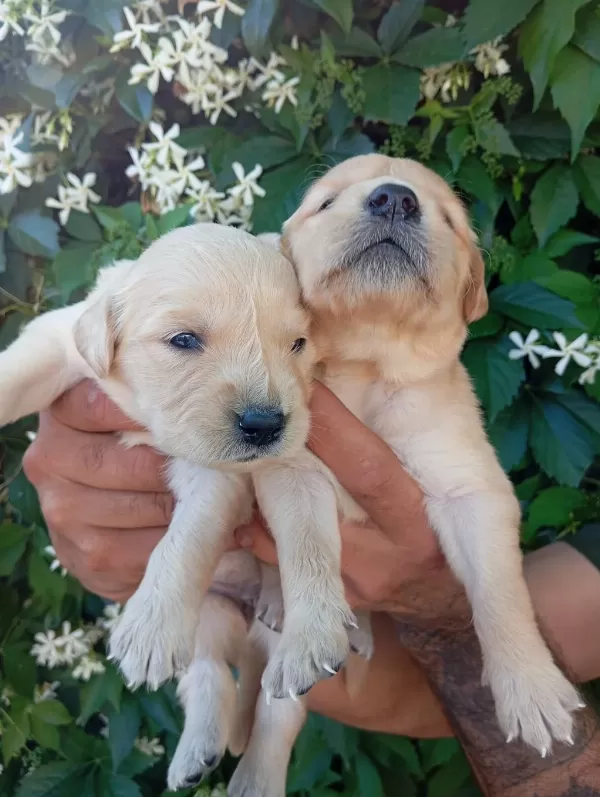 İrk Ve Sağlik Garanti Golden. Retriewer Yavrularimuz
