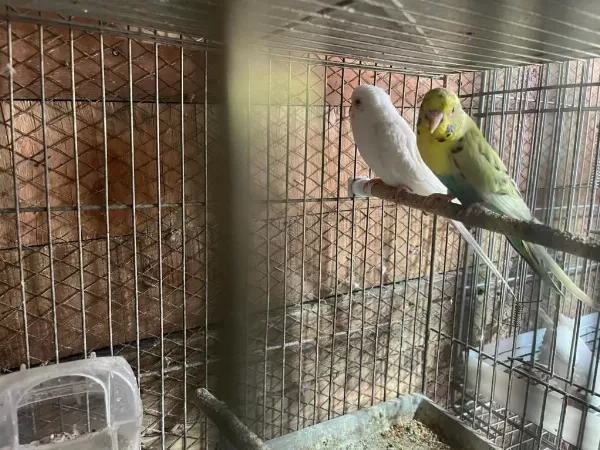 Yavru Garantili Muhabbet Kuşu Takımlar