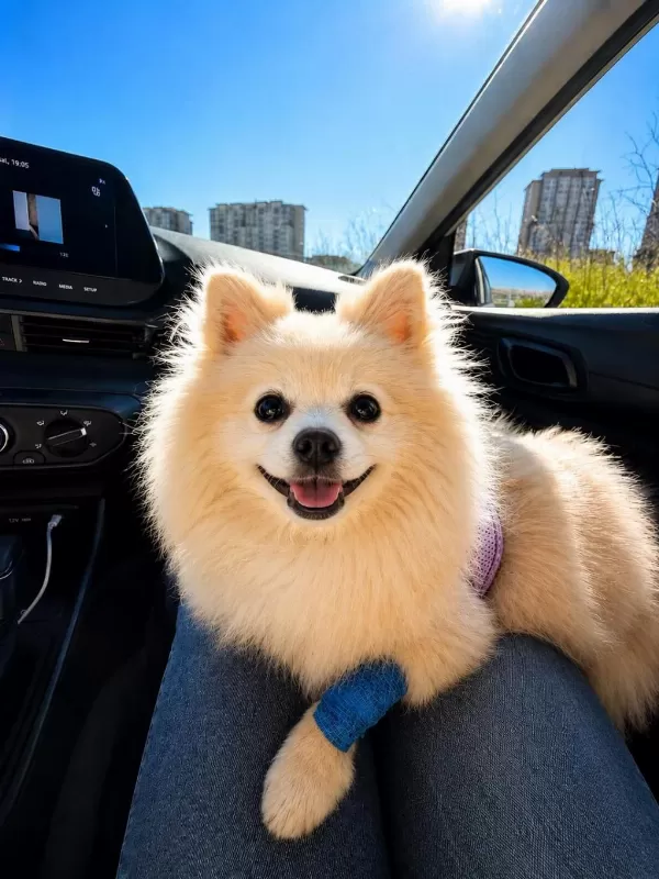 11 Aylık Dişi Pomeranian